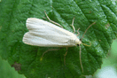 Eilema depressa (ESPER, 1787) vergrern