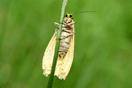 Eilema sororcula (HUFNAGEL, 1766) vergrern