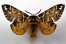 Endromis versicolora (LINNAEUS, 1758) vergrern