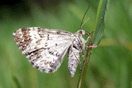 Epirrhoe alternata (O. F. MLLER, 1764) vergrern