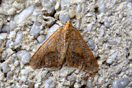 Erannis defoliaria (CLERCK, 1759) vergrern