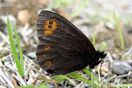 Erebia medusa ([DENIS & SCHIFFERMLLER], 1775) vergrern