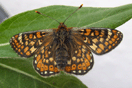 Euphydryas aurinia (ROTTEMBURG, 1775) vergrern