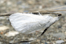 Euproctis similis (FUESSLY, 1775) vergrern