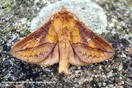 Euthrix potatoria (LINNAEUS, 1758) vergrern
