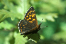 Hamearis lucina (LINNAEUS, 1758) vergrern