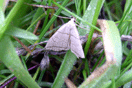 Herminia grisealis ([DENIS & SCHIFFERMLLER], 1775) vergrern