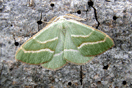 Hylaea fasciaria (LINNAEUS, 1758) vergrern