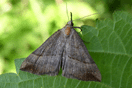 Hypena proboscidalis (LINNAEUS, 1758) vergrern