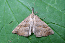 Hypena proboscidalis (LINNAEUS, 1758) vergrern