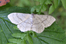 Idaea aversata (LINNAEUS, 1758) vergrern