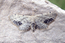 Idaea dimidiata (HUFNAGEL, 1767) vergrern