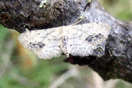 Idaea dimidiata (HUFNAGEL, 1767) vergrern