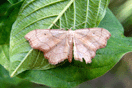 Idaea emarginata (LINNAEUS, 1758) vergrern
