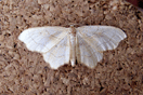 Idaea emarginata (LINNAEUS, 1758) vergrern