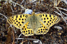 Issoria lathonia (LINNAEUS, 1758) vergrern