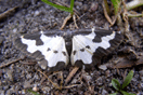 Lomaspilis marginata (LINNAEUS, 1758) vergrern