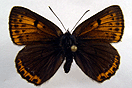 Lycaena hippothoe (LINNAEUS, 1761) vergrern