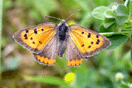 Lycaena phlaeas (LINNAEUS, 1761) vergrern