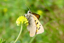 Lycaena phlaeas (LINNAEUS, 1761) vergrern