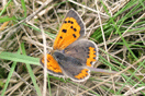 Lycaena phlaeas (LINNAEUS, 1761) vergrern