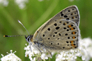 Lycaena tityrus (PODA, 1761) vergrern