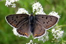 Lycaena tityrus (PODA, 1761) vergrern