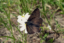 Lycaena tityrus (PODA, 1761) vergrern