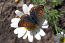 Lycaena tityrus (PODA, 1761) vergrern