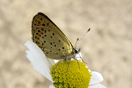 Lycaena tityrus (PODA, 1761) vergrern