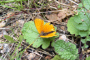 Lycaena virgaureae (LINNAEUS, 1758) vergrern