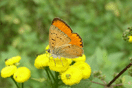 Lycaena virgaureae (LINNAEUS, 1758) vergrern