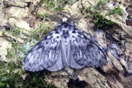 Lymantria monacha (LINNAEUS, 1758) vergrern