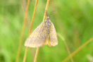 Lythria cruentaria (HUFNAGEL, 1767) vergrern