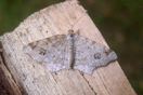 Macaria notata (LINNAEUS, 1758) vergrern