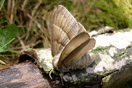 Macrothylacia rubi (LINNAEUS, 1758) vergrern