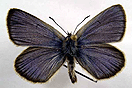 Maculinea alcon ([DENIS & SCHIFFERMLLER], 1775) vergrern