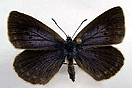 Maculinea alcon ([DENIS & SCHIFFERMLLER], 1775) vergrern