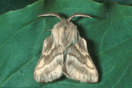 Malacosoma castrensis (LINNAEUS, 1758) vergrern