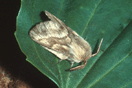 Malacosoma castrensis (LINNAEUS, 1758) vergrern