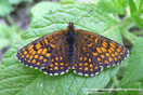 Melitaea athalia (ROTTEMBURG, 1775) vergrern