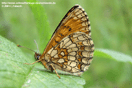 Melitaea athalia (ROTTEMBURG, 1775) vergrern