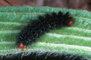 Melitaea cinxia (LINNAEUS, 1758) vergrern