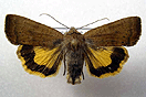 Noctua interjecta HBNER, 1803 vergrern