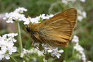 Ochlodes sylvanus (ESPER, 1777) vergrern