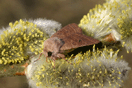 Orthosia cerasi (FABRICIUS, 1775) vergrern