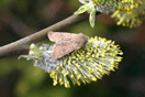 Orthosia cruda ([DENIS & SCHIFFERMLLER], 1775) vergrern