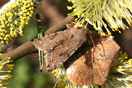 Orthosia incerta (HUFNAGEL, 1766) vergrern