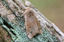 Orthosia munda ([DENIS & SCHIFFERMLLER], 1775) vergrern