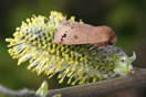 Orthosia munda ([DENIS & SCHIFFERMLLER], 1775) vergrern